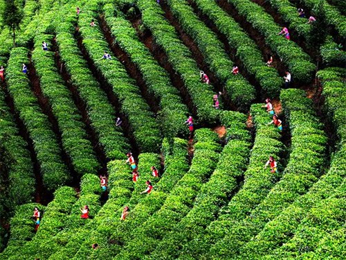 世界茶源之鄉(xiāng)普洱