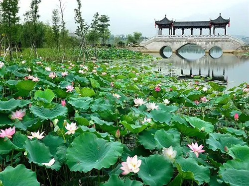 飛來湖公園001
